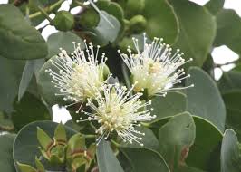 Image result for Sonneratiaceae