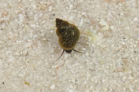 Image result for Behnia reticulata