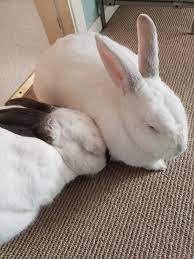 If you want to make a profit from rabbits, but don't have the heart to use them for meat, you could start shearing your pet angora rabbits and make a few bucks on this luxury fiber. Noahpinion Rabbit Good Friend Or How To Take Care Of Rabbits