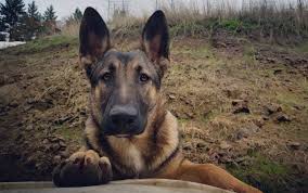 Maybe you would like to learn more about one of these? German Shepherd And Belgian Malinois Mix 8 Months Aww