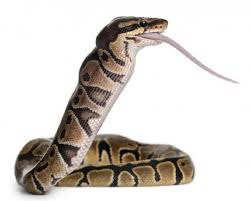 Therefore, it is very important to feed them according to their growth. How Often Should You Feed A Ball Python Clever Pet Owners
