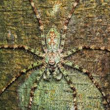 Image result for Linderniella gracilis