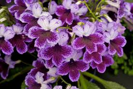 Image result for Streptocarpus