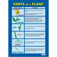 Chart Parts Of A Plant