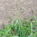 Image result for Eragrostis tenuifolia