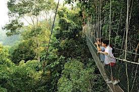 This tour includes a boat. Taman Negara Regenwald Tagestour Kuala Lumpur 2021
