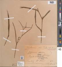 Image result for Cyanotis foecunda