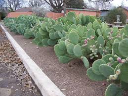 Image result for Opuntia