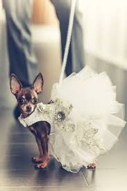 30 Gorgeous Photo Ideas Of Wedding Pets Wedding Forward Dog Wedding Dress Wedding Pets Dog Wedding