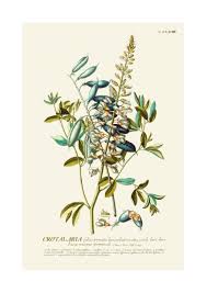 Image result for Crotalaria reptans