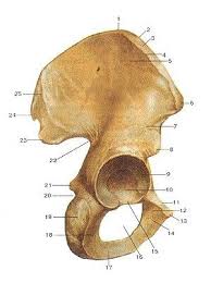 The long bones of the body contain many distinct regions due to the way in which they develop. Osteology Of The Hip Bone Quiz