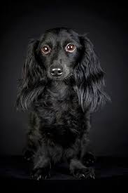 Black Longhaired Dachshund Dachshund Puppies Black Dachshund Dachshund Breed
