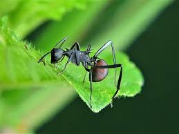 They eat other insects, pollinate plants, disperse seeds, move soil, and circulate nutrients. Scientists Discover First Species Of Plant In The World That Use Ants For Their Pollination