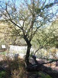 Image result for Acacia goetzei
