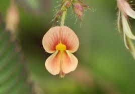 Image result for Aeschynomene schimperi