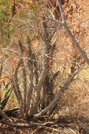 Image result for Euphorbia monteiroi