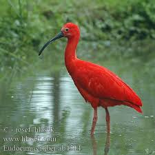 De meeste vogels moeten geringd worden als ze tussen de 5 en 10 dagen oud zijn. 380 Ideeen Over Rode Ibis Vogels Boa Constrictor Kaaimannen