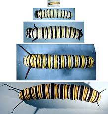 Monarch Watch Biology Life Cycle
