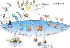 Image result for Complement Pathway