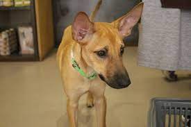 新北寵物店設認養小棧37浪犬進駐 dogs animals info