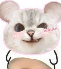 小猫咪wink表情包可爱猫咪wink卖萌，周围还有爱心，萌化人心表情包图片- 求表情网,斗图从此不求人!