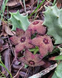 Image result for Orbea melanantha