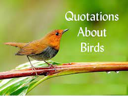 Inspirational Quotes About Birds Bird Quotes Cute Birds Bird Photo