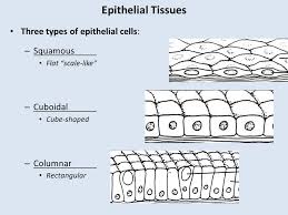 Epithelial Tissues 5 A Tissues 1 What Is A Tissue A Group