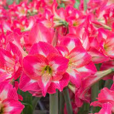 Amaryllis Tres Belle White Flower Farm Amaryllis Amaryllis Bulbs