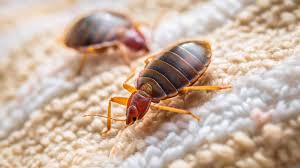 Image result for Bed Bug