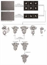We did not find results for: A Subunit Sars Cov 2 Vaccine May Offer Broader Protection Against Virus