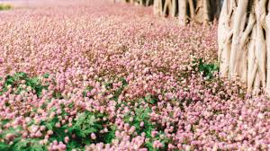 Hd wallpapers and background images Beautiful Pink Flower Field Autumn Tree Photography Background Blooming Romantic Pink Flowers Trees Field Dreamlike Aesthetic Art Wedding Festival Party Lovers Background Stock Photo Picture And Royalty Free Image Image 140905064