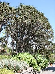Image result for Aloe barendii