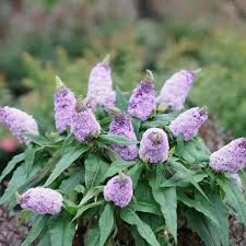Image result for Buddleja pulchella
