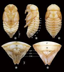 Image result for Pentodon