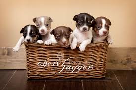 To put a deposit down on a pup text show contact info. Rat Terrier Puppies For Sale Cheryl Jaggers Photography