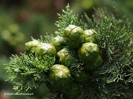 Image result for Cupressus sempervirens