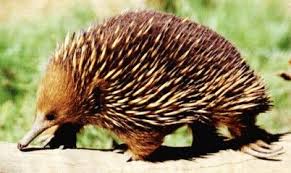 Cute Echidna Echidna Australia Animals Australian Animals