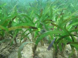 Image result for Thalassia hemprichii