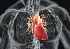 Batai inimii neregulate, de asemenea numite aritmii sau ritmuri anormale ale inimii, sunt batai ale inimii fie prea rapide, prea letale sau neregulate. CuriozitÄƒÈ›i Privind Inima Muzeul Tehnic Virtual