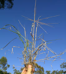 Image result for Enteropogon