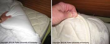 It may be hard to get a good night's 1 taking the first steps. Bed Bugs Entomology