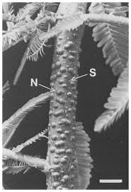 Image result for Aeschynomene afraspera