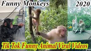 Funny Monkeys Tik Tok Videos Viral Animals Videos 2020 Youtube All the funniest monkey videos, all in one place.puppies.