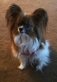 05c412a531559f5ba74a772e800babb1 Jpg 666 960 Pixels Papillon Dog Papillon Dog Puppy Papillon Puppy