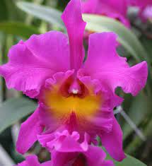 Cattleya Orchid Flower Learn How To Grow Http Www Growplants Org Growing Cattleya Orchids Cattleya Growing Orchids