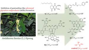 Image result for Antidesma membranaceum