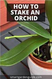 Orchids, like animals, are susceptible to viruses, so whenever cutting an orchid plant always use a sterile tool to prevent the spread of virus. How To Stake An Orchid Learn How To Care For A New Orchid Spike To Make Sure The Blooms Are Spectacular I Love Phala Orchid Plant Care Orchids Indoor Orchids