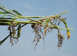 Image result for Digitaria eylesii