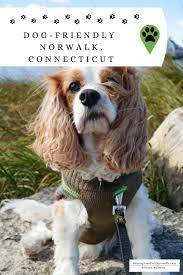 Dog-friendly Norwalk Connecticut And Surrounding Area Pet Friendly Beach Dog Friendly Beach Dog Friends